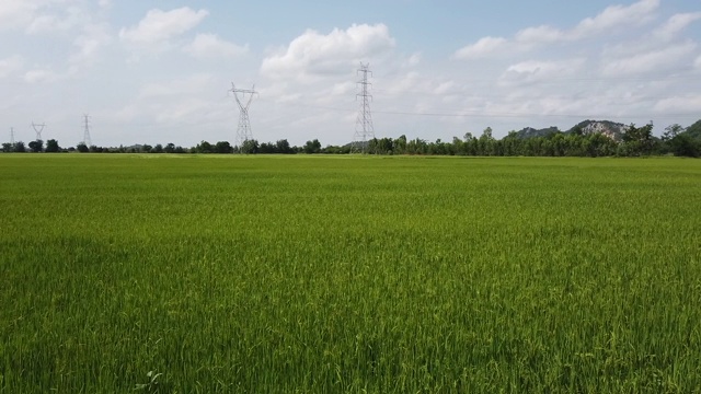 风吹着绿油油的稻田视频素材