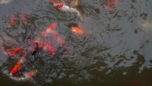 锦鲤视频素材