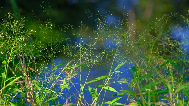 草花随风摇曳视频素材