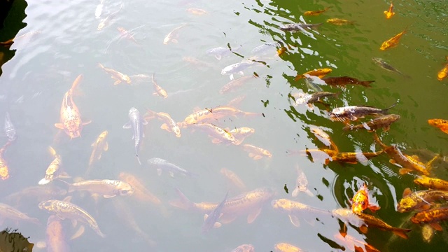 鲤鱼在池塘里游水。视频素材