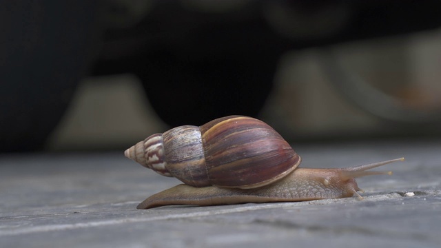 蜗牛视频素材