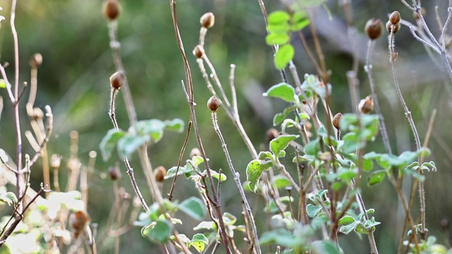 干野花视频素材