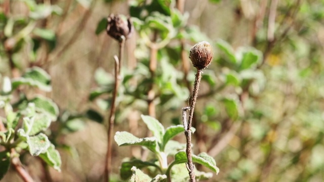 干野花细节视频素材