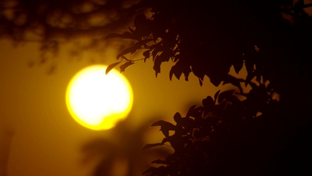 在佛罗里达迈阿密的前景中，向下倾斜可以看到明亮的夕阳和树木的剪影视频素材