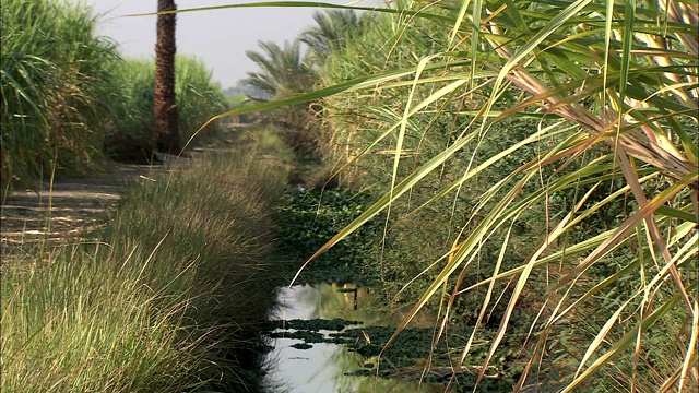 植物和碎石填满了灌溉渠。视频素材