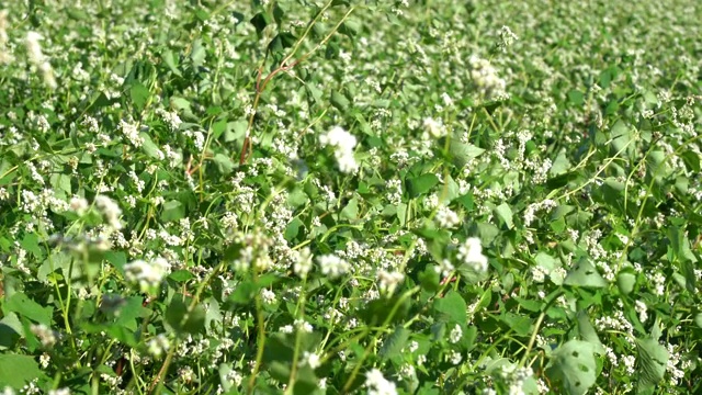 荞麦领域视频素材