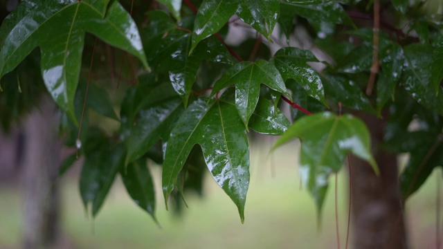 雨落枫林视频素材