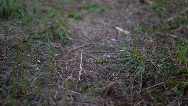 雨滴落在草地上视频素材