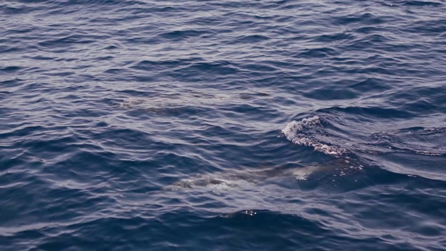 海豚在海里游泳和跳出水面，慢镜头视频素材