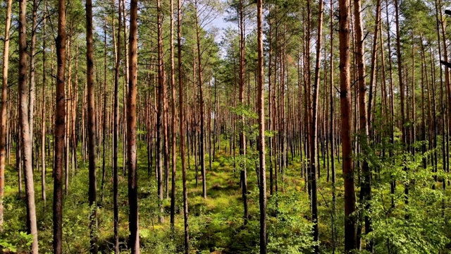 波兰夏季无人机拍摄的森林影像。视频下载