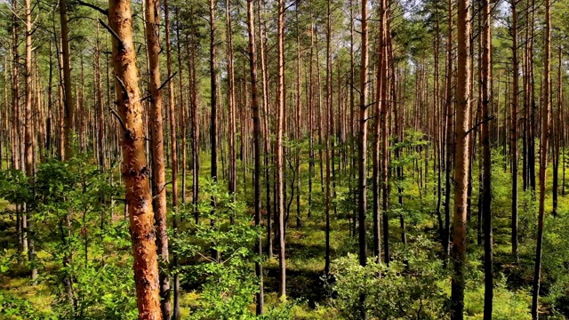 波兰夏季无人机拍摄的森林影像。视频下载