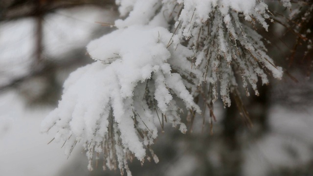 白色的森林覆盖着积雪，小路之间的树木覆盖着飘落的雪花视频素材