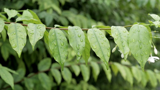 雨后的绿叶上有水滴视频素材