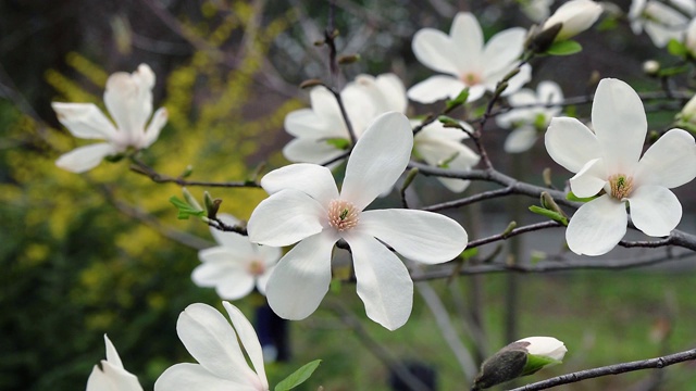 白玉兰花视频素材