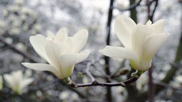 白玉兰花视频素材