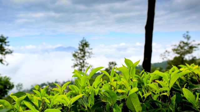 斯里兰卡中部省份的茶园:时光流逝视频素材