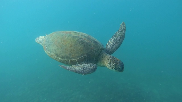 泰国Kho Tao海中的绿海龟视频素材