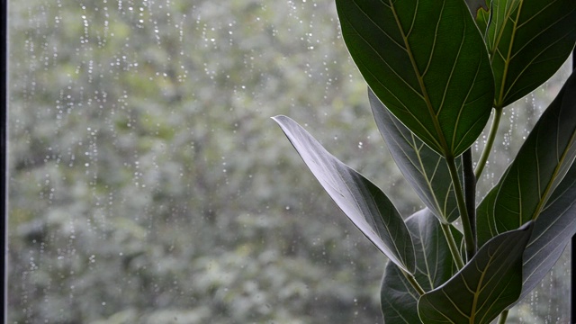 室外阴雨天气下的榕树叶子视频素材