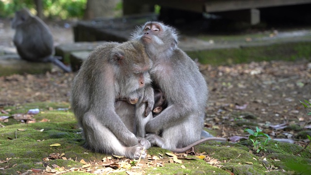 印度尼西亚巴厘岛乌布圣猴森林里的野生猴子家族视频素材