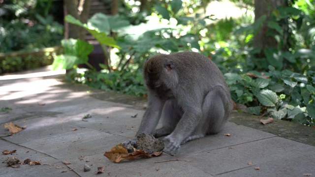 印度尼西亚巴厘岛乌布圣猴森林里的野生猴子家族视频素材