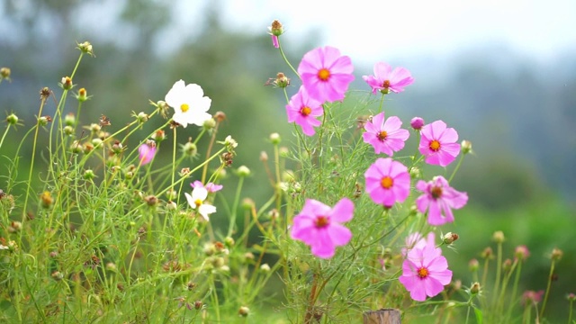 风中的小花视频素材