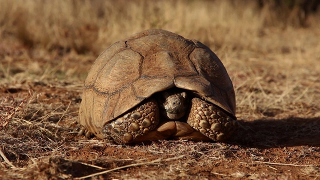 南非豹龟(Stigmochelys pardalis)的特写视频素材