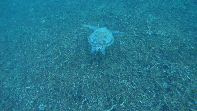 泰国Kho Tao海中的绿海龟。由Gopro Hero 7 Black拍摄视频下载