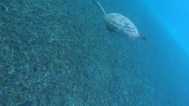 泰国Kho Tao海中的绿海龟。由Gopro Hero 7 Black拍摄视频下载