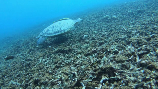 泰国Kho Tao海中的绿海龟。由Gopro Hero 7 Black拍摄视频素材