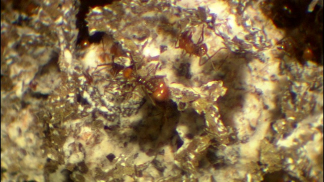蚂蚁照顾它们的巢穴。视频素材