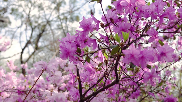 杜鹃花特写视频素材