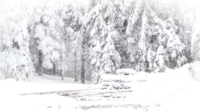 冬季仙境雪冷杉树视频素材