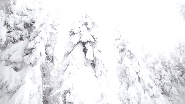 冬季仙境雪冷杉树视频素材