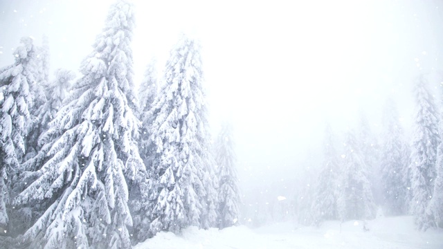 冬季仙境雪冷杉树视频素材