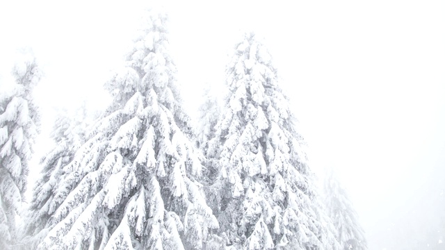 冬季仙境雪冷杉树视频素材