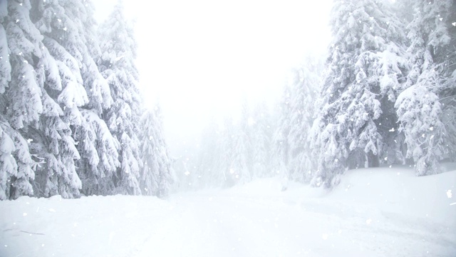 冬季仙境雪冷杉树视频素材