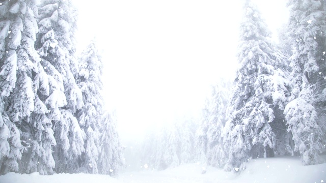 冬季仙境雪冷杉树视频素材