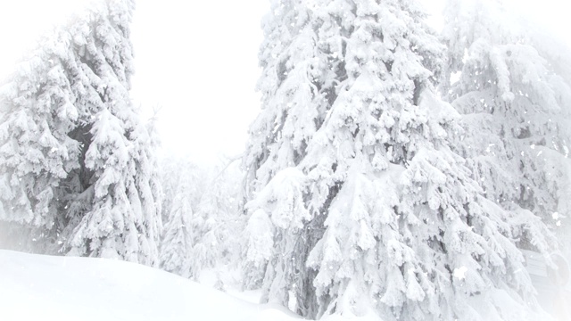 冬季仙境雪冷杉树视频素材