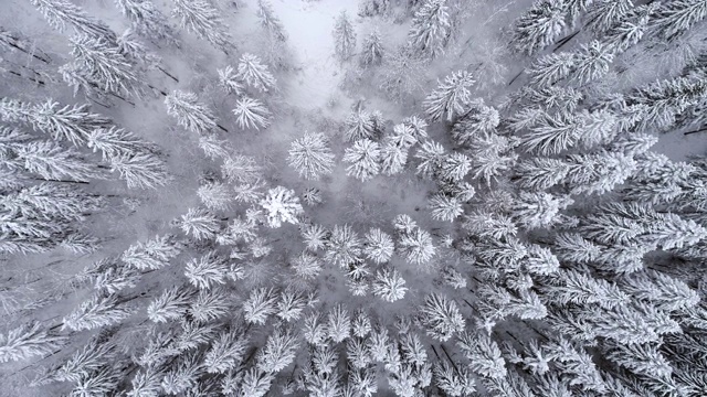 白雪覆盖的森林视频素材