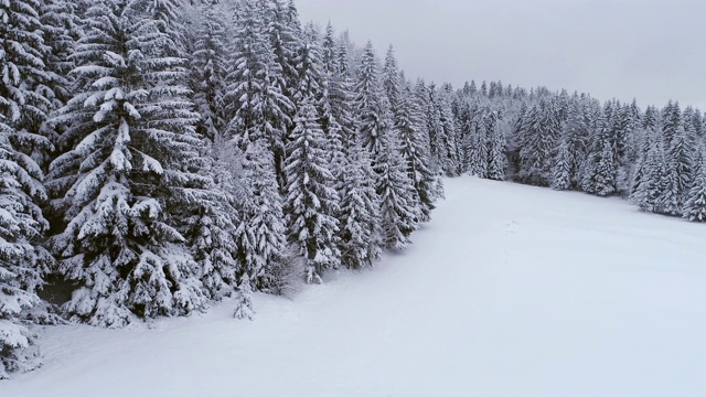 白雪覆盖的云杉森林视频素材