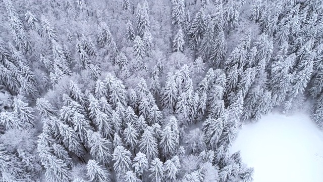 云杉森林覆盖雪鸟瞰图视频素材