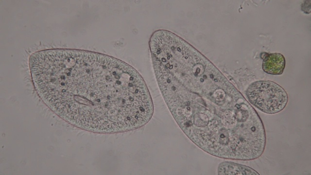 尾草履虫是显微镜下的单细胞纤毛原生动物和细菌属。视频素材