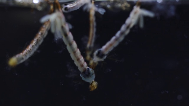 蚊幼虫，双翅目，按蚊属(蚊幼虫)在水中教育。视频素材