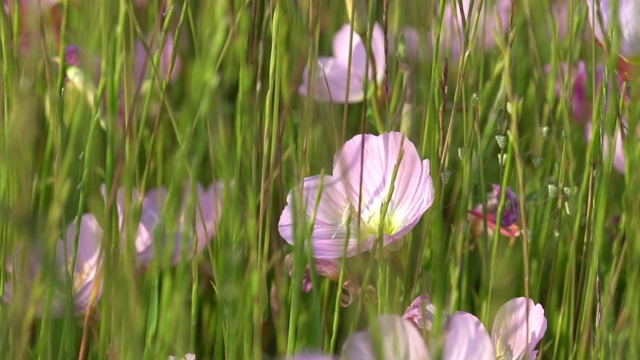 粉红色的花和绿色的草在风中摇曳。慢动作视频素材