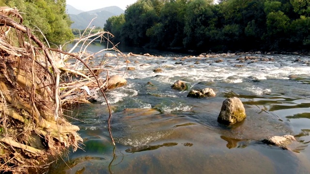 树在水里视频素材