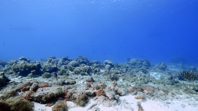 珊瑚礁海景在加勒比海库拉索岛周围的珊瑚礁与礁乌贼，珊瑚和海绵视频素材