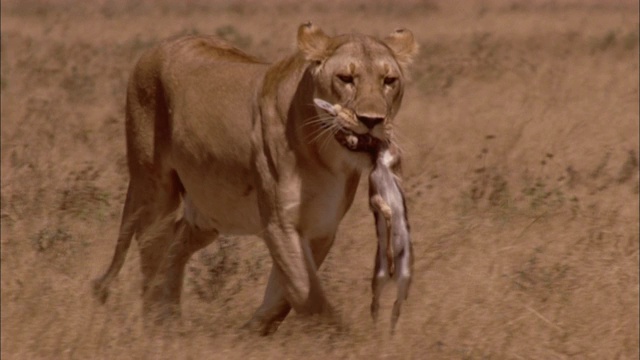 一只母狮叼着猎物在大草原上行走。视频素材