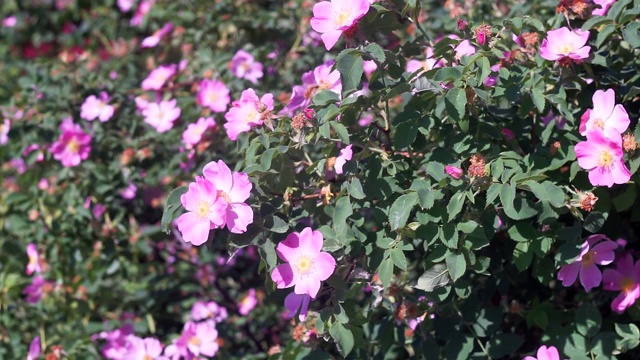狗玫瑰粉红色的花在夕阳中摇曳。盛开的野生蔷薇灌木。春天开花的玫瑰。花开了花，近了。为了食物和医疗蔷薇花和叶视频素材