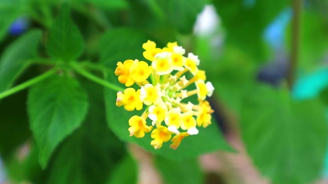 金色的花朵盛开在花园里，绿色的树叶点缀其间视频素材