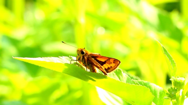 蝴蝶抱着叶子视频素材